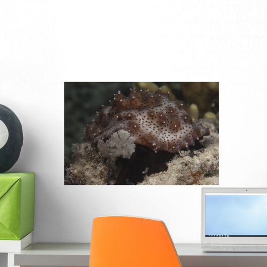 Sea Cucumber Feeding Algae Wall Decal