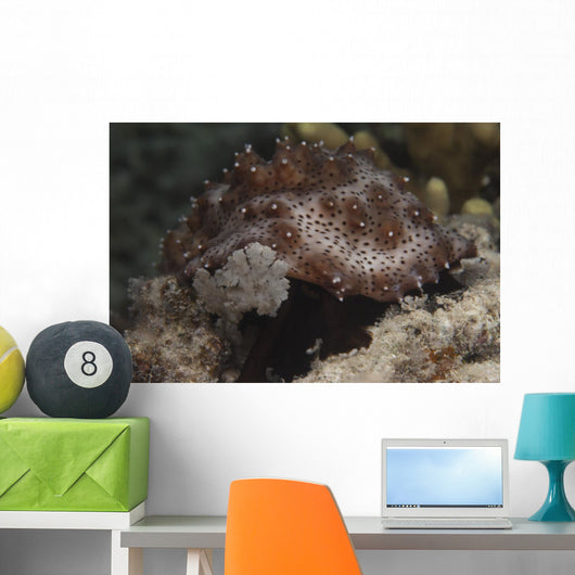 Sea Cucumber Feeding Algae Wall Decal