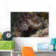 Sea Cucumber Feeding Algae Wall Decal