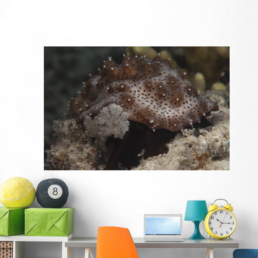 Sea Cucumber Feeding Algae Wall Decal