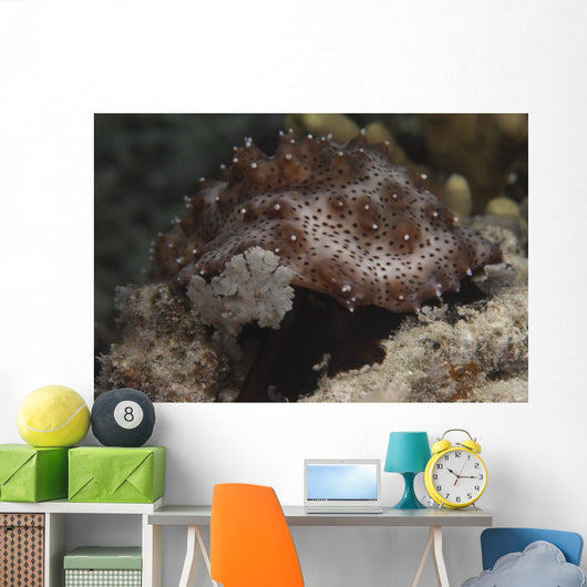 Sea Cucumber Feeding Algae Wall Decal