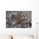 Close-up Sea Star Beqa Light Wall Decal