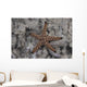 Close-up Sea Star Beqa Light Wall Decal