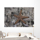 Close-up Sea Star Beqa Light Wall Decal