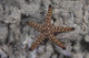 Close-up Sea Star Beqa Light Wall Decal