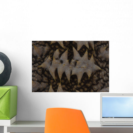 Close-up Pattern Giant Sea Wall Decal