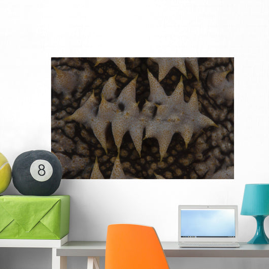 Close-up Pattern Giant Sea Wall Decal
