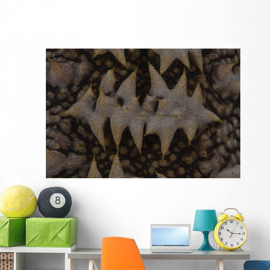 Close-up Pattern Giant Sea Wall Decal