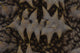 Close-up Pattern Giant Sea Wall Decal