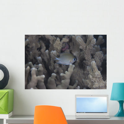 Small Ambon Chromis Swimming Wall Decal shown on a wall