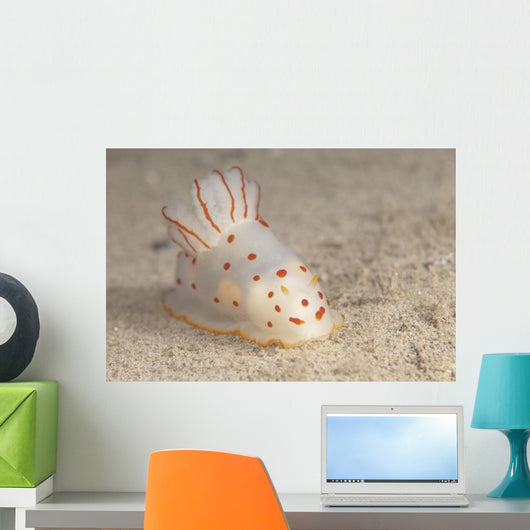 Gymnodoris Ceylonica Nudibranch Beqa Front Wall Decal