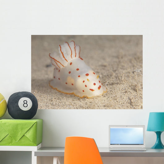 Gymnodoris Ceylonica Nudibranch Beqa Front Wall Decal