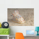 Gymnodoris Ceylonica Nudibranch Beqa Front Wall Decal