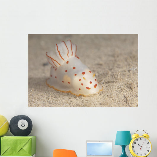 Gymnodoris Ceylonica Nudibranch Beqa Front Wall Decal