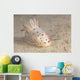 Gymnodoris Ceylonica Nudibranch Beqa Front Wall Decal