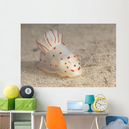 Gymnodoris Ceylonica Nudibranch Beqa Front Wall Decal