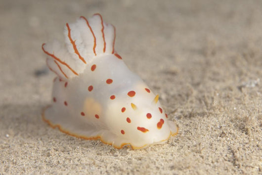 Gymnodoris Ceylonica Nudibranch Beqa Front Wall Decal
