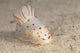 Gymnodoris Ceylonica Nudibranch Beqa Front Wall Decal