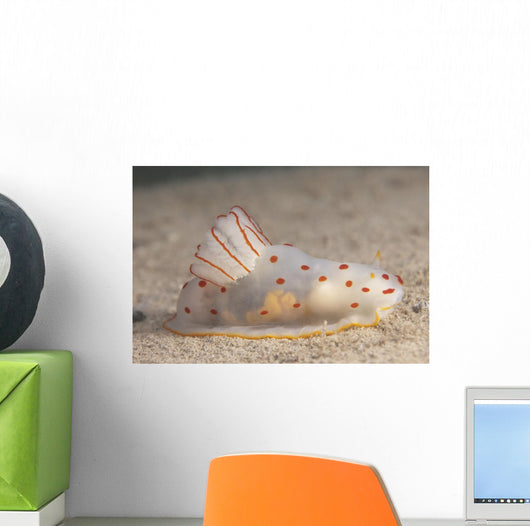 Gymnodoris Ceylonica Nudibranch Beqa Side Wall Decal