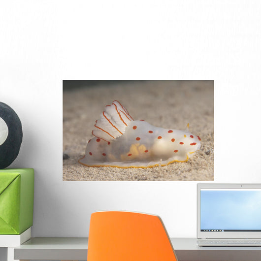 Gymnodoris Ceylonica Nudibranch Beqa Side Wall Decal