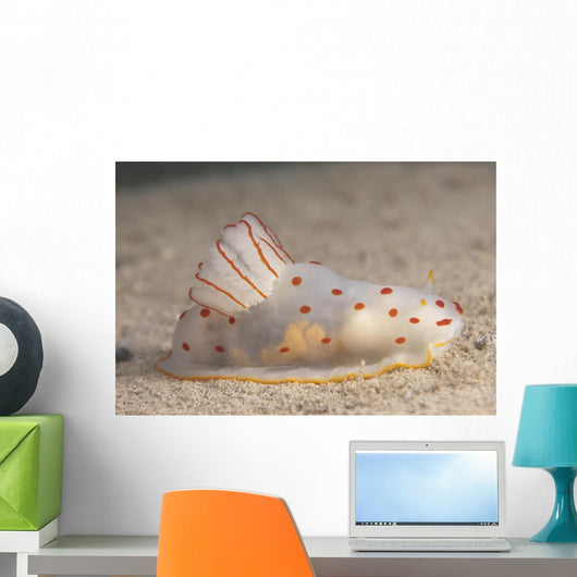 Gymnodoris Ceylonica Nudibranch Beqa Side Wall Decal