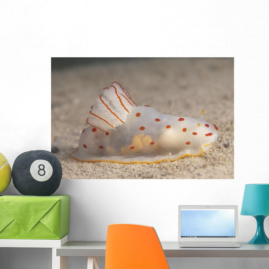 Gymnodoris Ceylonica Nudibranch Beqa Side Wall Decal