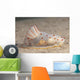 Gymnodoris Ceylonica Nudibranch Beqa Side Wall Decal