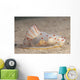 Gymnodoris Ceylonica Nudibranch Beqa Side Wall Decal