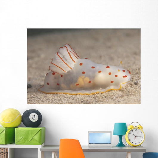 Gymnodoris Ceylonica Nudibranch Beqa Side Wall Decal