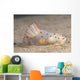 Gymnodoris Ceylonica Nudibranch Beqa Side Wall Decal