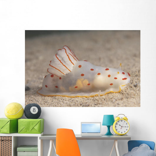 Gymnodoris Ceylonica Nudibranch Beqa Side Wall Decal