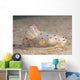 Gymnodoris Ceylonica Nudibranch Beqa Side Wall Decal