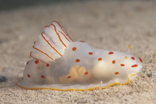 Gymnodoris Ceylonica Nudibranch Beqa Side Wall Decal