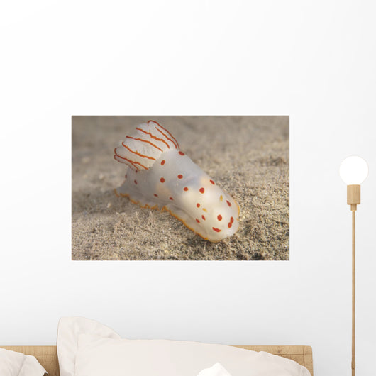 Gymnodoris Ceylonica Nudibranch Beqa Top Wall Decal