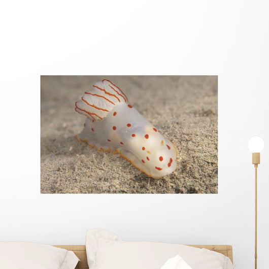 Gymnodoris Ceylonica Nudibranch Beqa Top Wall Decal