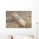 Gymnodoris Ceylonica Nudibranch Beqa Top Wall Decal