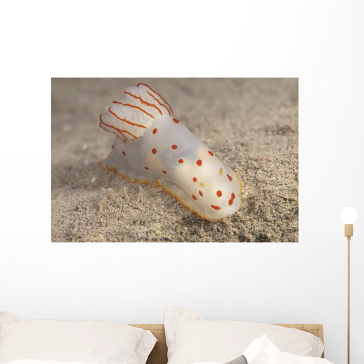 Gymnodoris Ceylonica Nudibranch Beqa Top Wall Decal