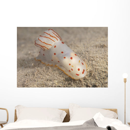Gymnodoris Ceylonica Nudibranch Beqa Top Wall Decal