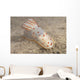 Gymnodoris Ceylonica Nudibranch Beqa Top Wall Decal