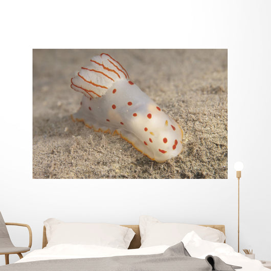 Gymnodoris Ceylonica Nudibranch Beqa Top Wall Decal