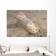 Gymnodoris Ceylonica Nudibranch Beqa Top Wall Decal