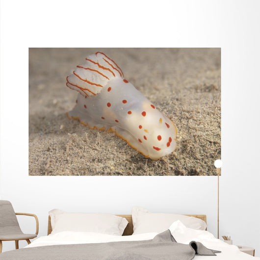 Gymnodoris Ceylonica Nudibranch Beqa Top Wall Decal