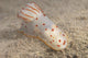 Gymnodoris Ceylonica Nudibranch Beqa Top Wall Decal