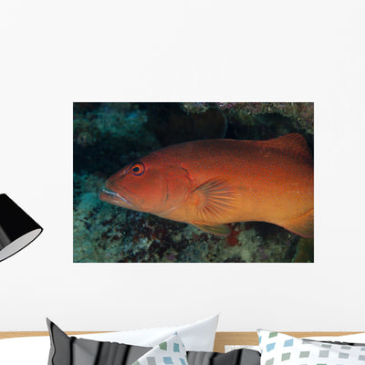 Spotted Grouper Beqa Lagoon Wall Decal shown on a wall