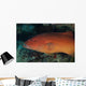 Spotted Grouper Beqa Lagoon Wall Decal