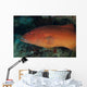 Spotted Grouper Beqa Lagoon Wall Decal