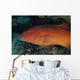 Spotted Grouper Beqa Lagoon Wall Decal
