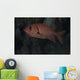 Bigscale Soldierfish Fiji Wall Decal