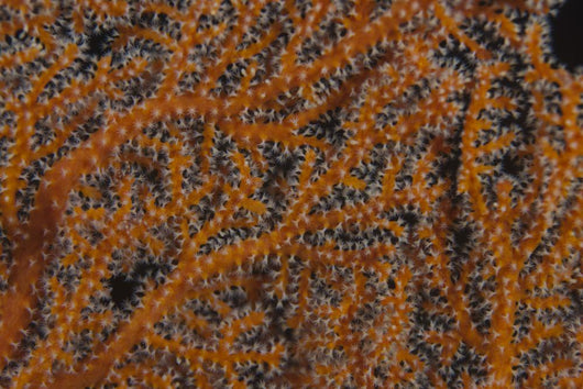 Close-up Gorgonian Sea Fan Wall Decal