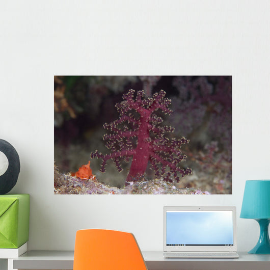 Small Soft Coral Beqa Wall Decal